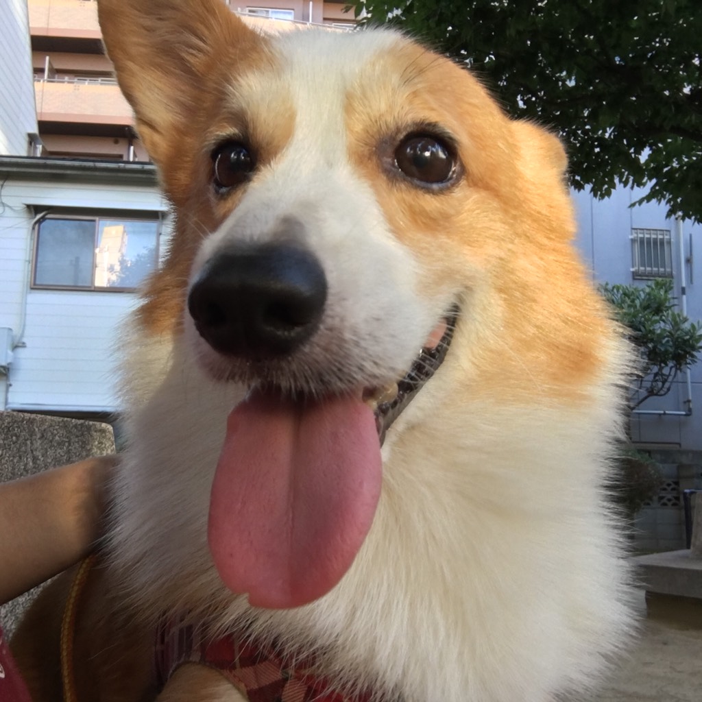 お知らせ 保護犬カフェ天神橋店のtwitterアカウント変更のお知らせ