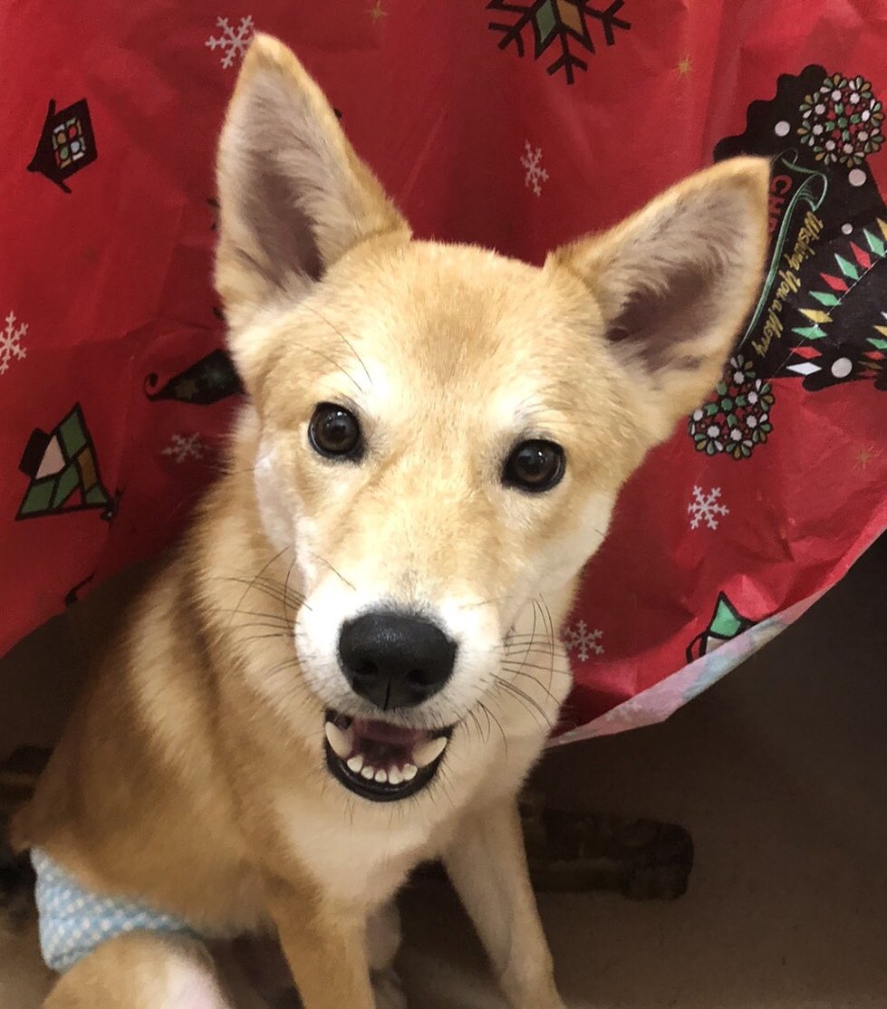 運命の赤い糸見 つけた 雑種犬のあさと君 狆のナツキちゃん 19 12 29