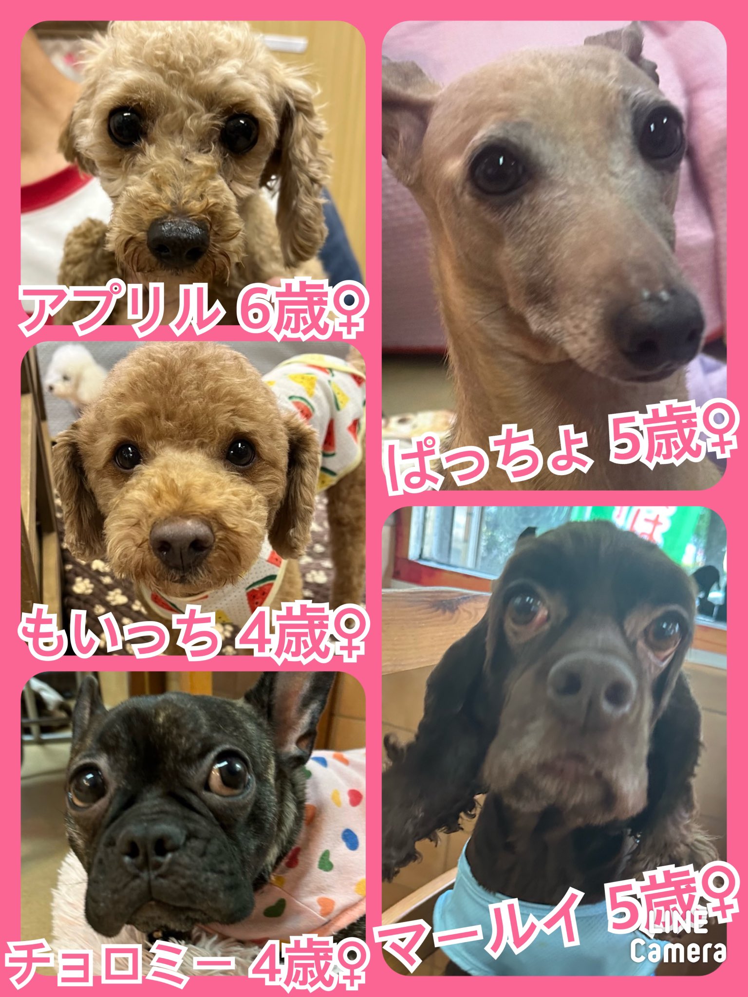 🐾今日の里親様募集中ワンコメンバー🐶です🐾2024,8,10【保護犬カフェ天神橋店】