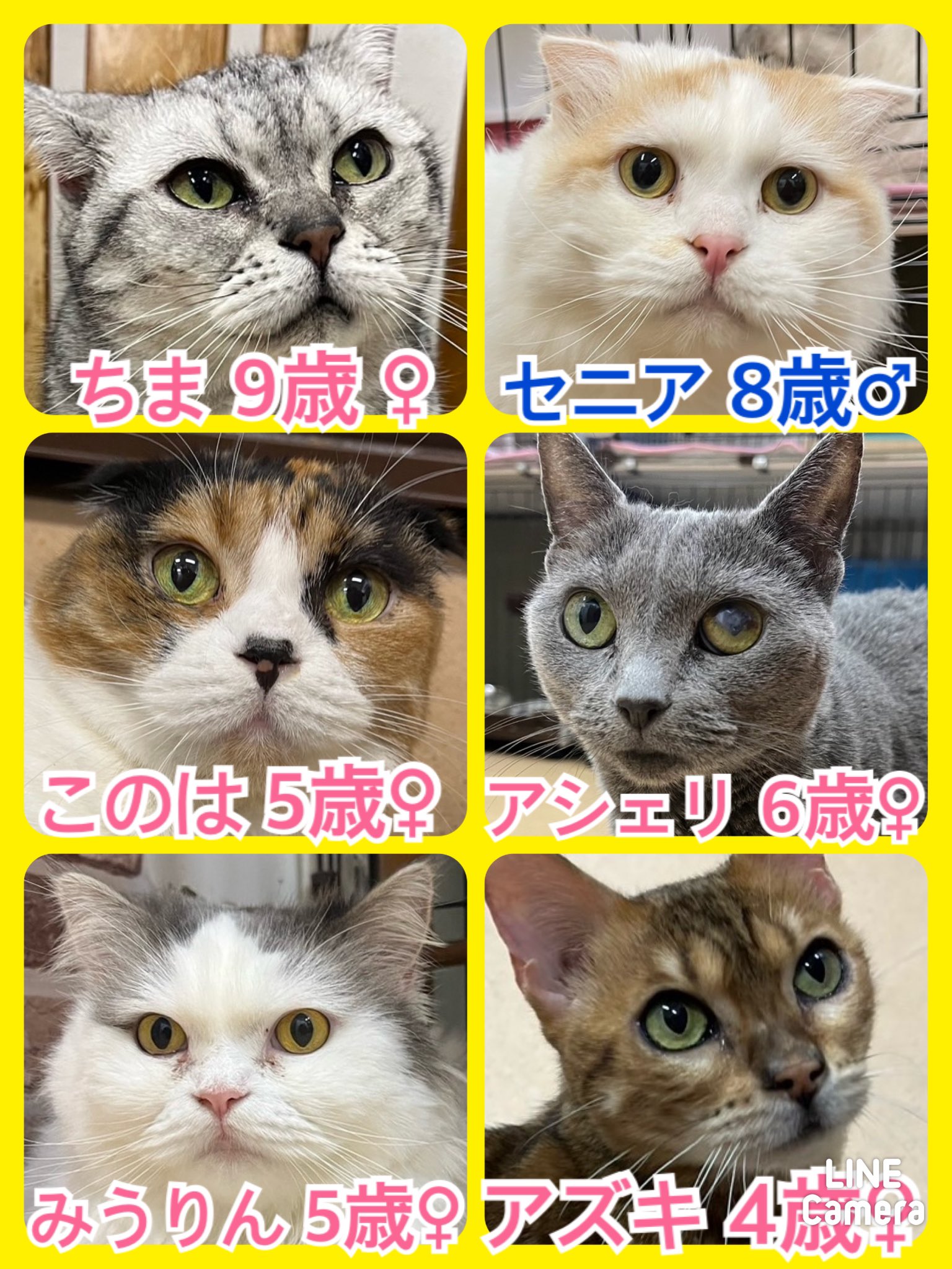 🐾今日の里親様募集中ニャンコ😺メンバーです🐾2024,8,11【保護犬カフェ天神橋店】