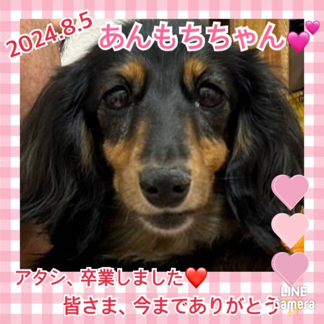 ★あんもち★2024,7,2ー2024,8,5【保護犬カフェ天神橋店】