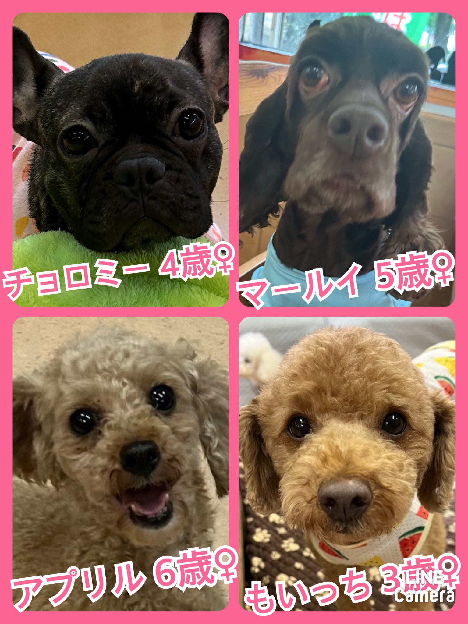 🐾今日の里親様募集中ワンコメンバー🐶です🐾2024,8,11【保護犬カフェ天神橋店】