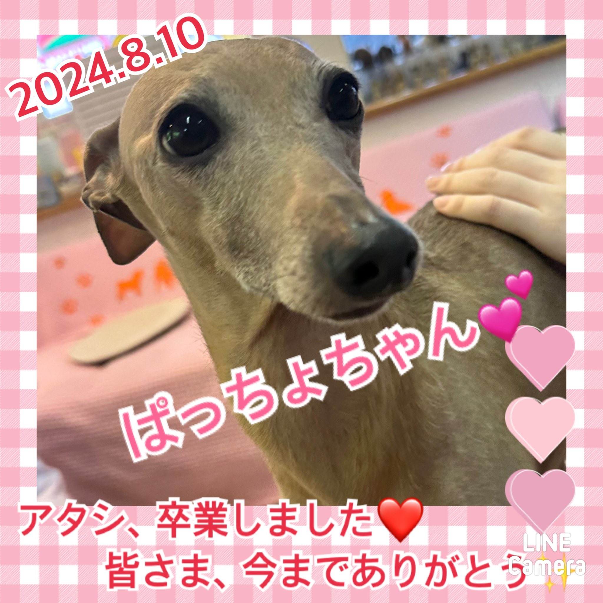 ★ぱっちょ★2024,5,27ー2024,8,10【保護犬カフェ天神橋店】