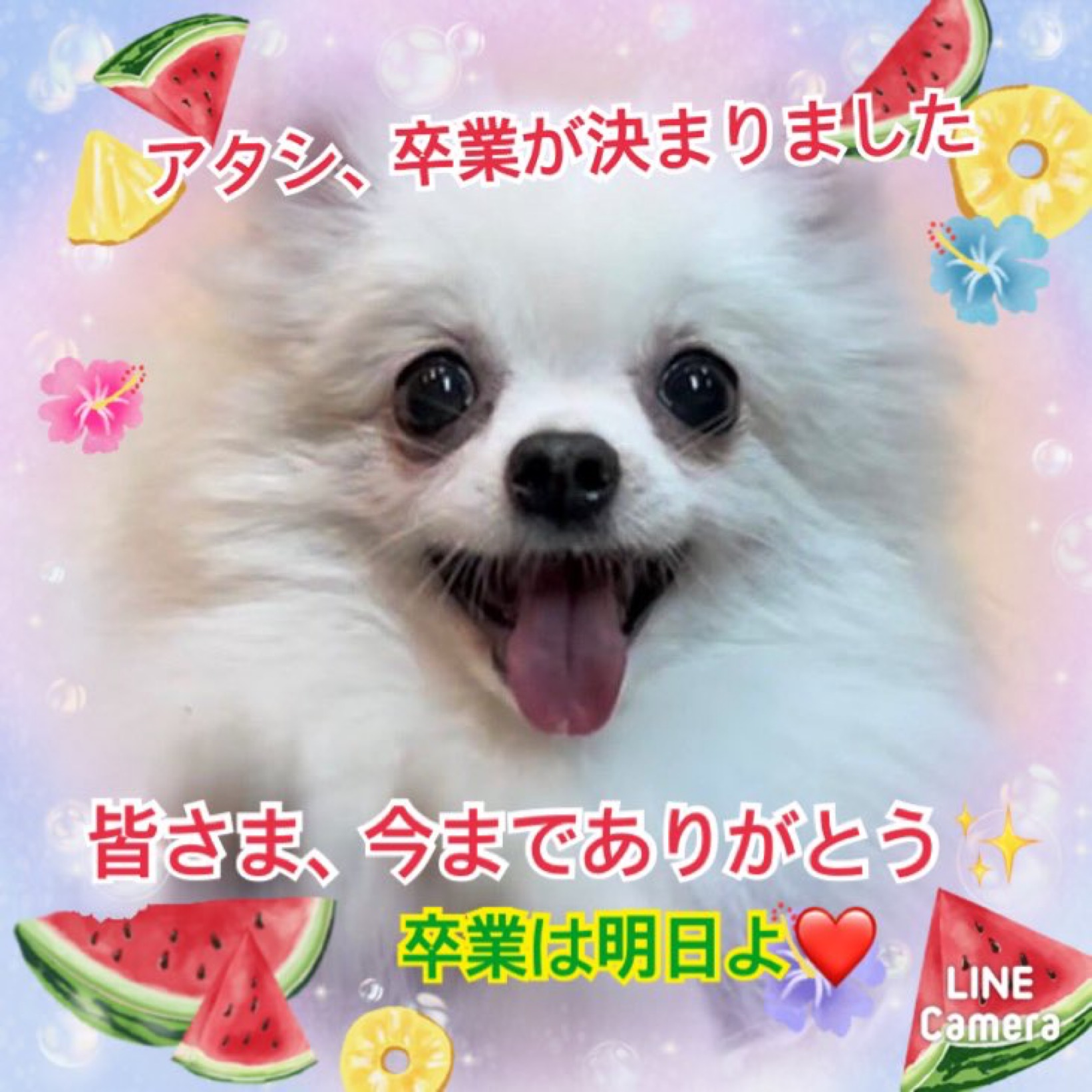 ★ファギー★2024,6,17ー2024,8,13【保護犬カフェ天神橋店】