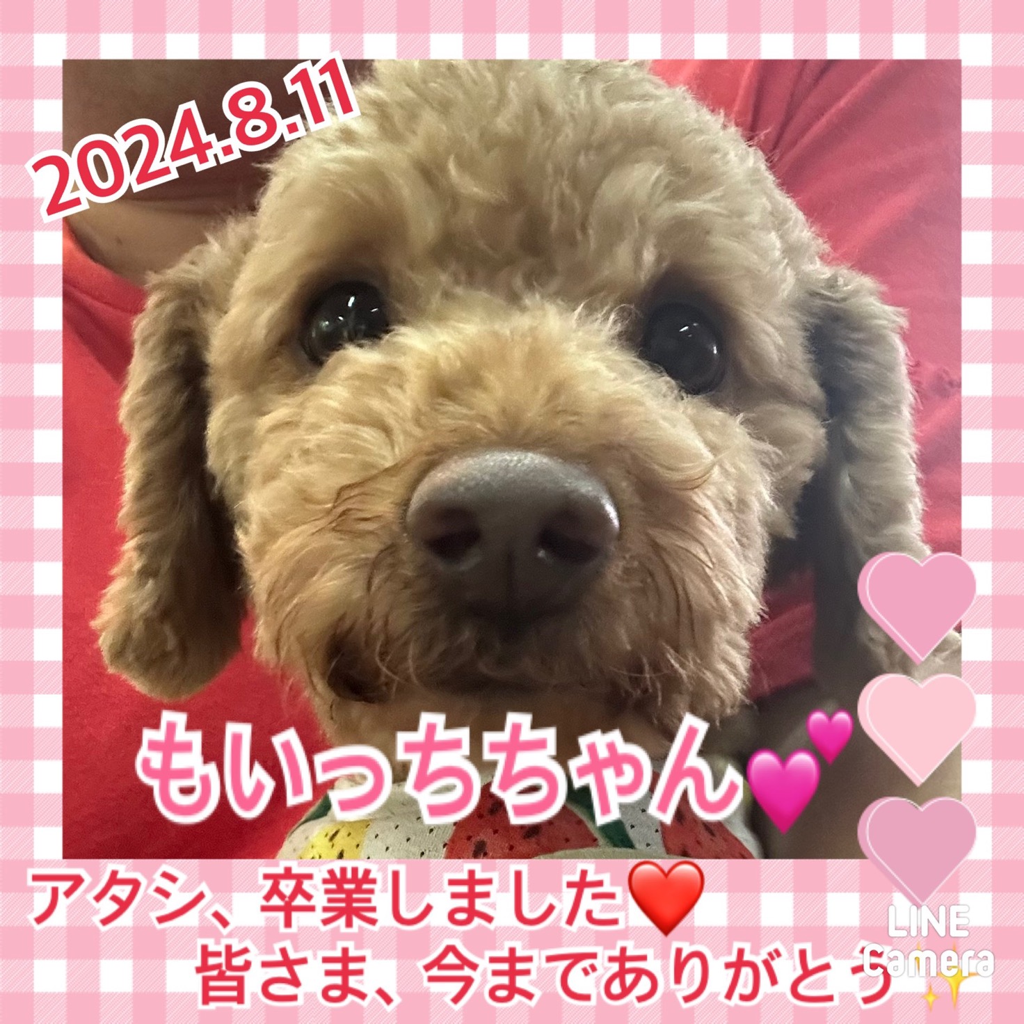 ★もいっち★2024,6,20ー2024,8,11【保護犬カフェ天神橋店】