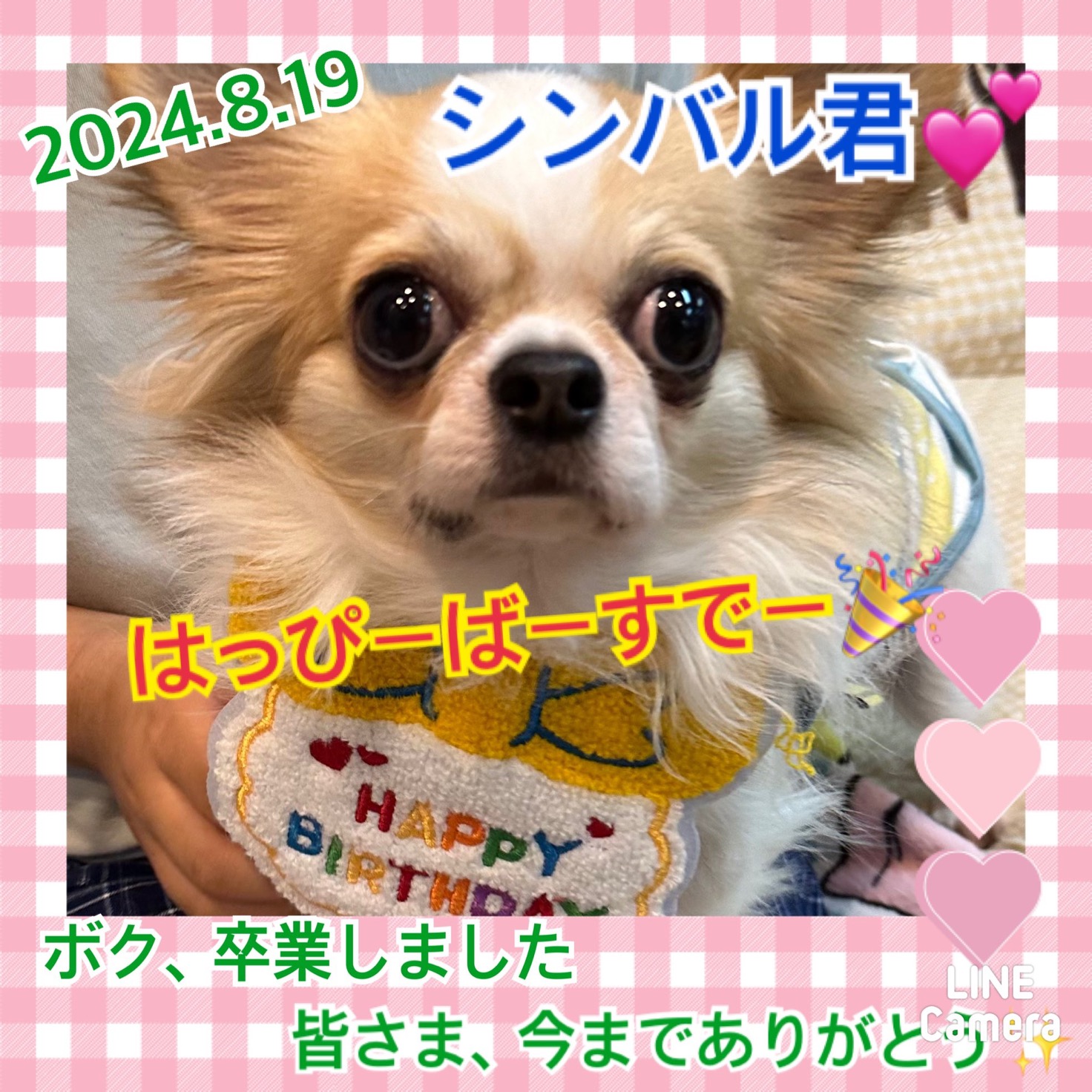 ★シンバル★2024,1,4ー2024,8,19【保護犬カフェ天神橋店】