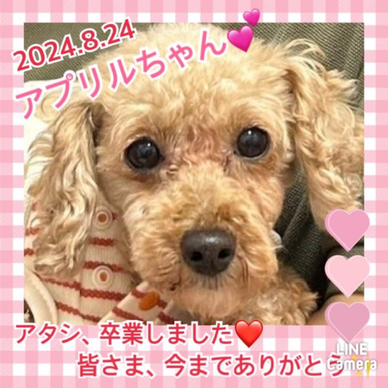 ★アプリル★2024,8,6ー2024,8,24【保護犬カフェ天神橋店】