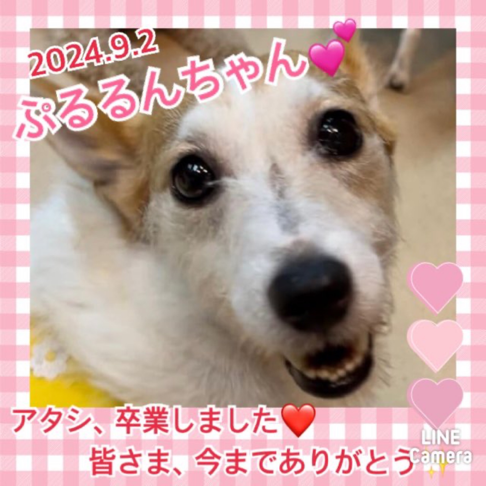 ★ぷるるん★2024,8,8ー2024,9,2【保護犬カフェ天神橋店】