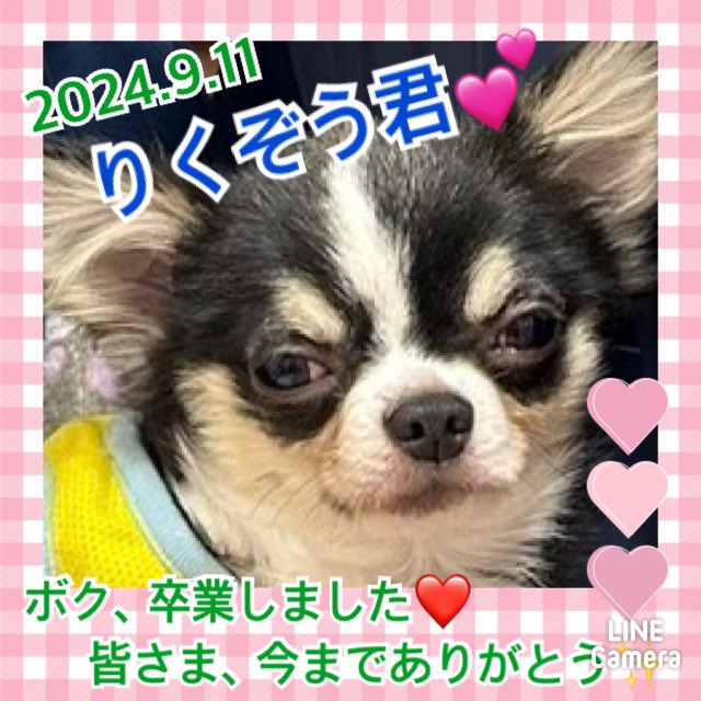 ★りくぞう★2024,8,22ー2024,9,11【保護犬カフェ天神橋店】