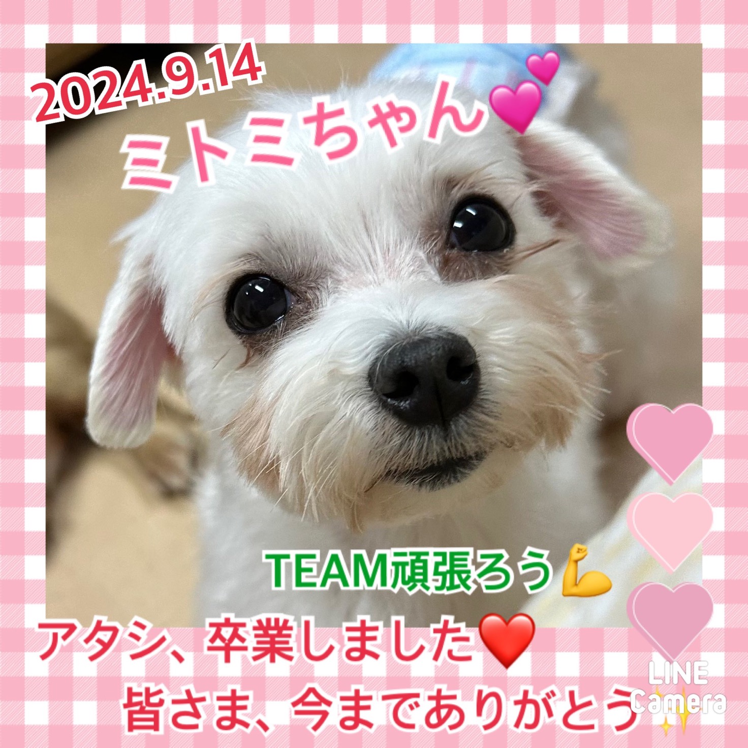 ★ミトミ★2024,3,21ー2024,9,14【保護犬カフェ天神橋店】