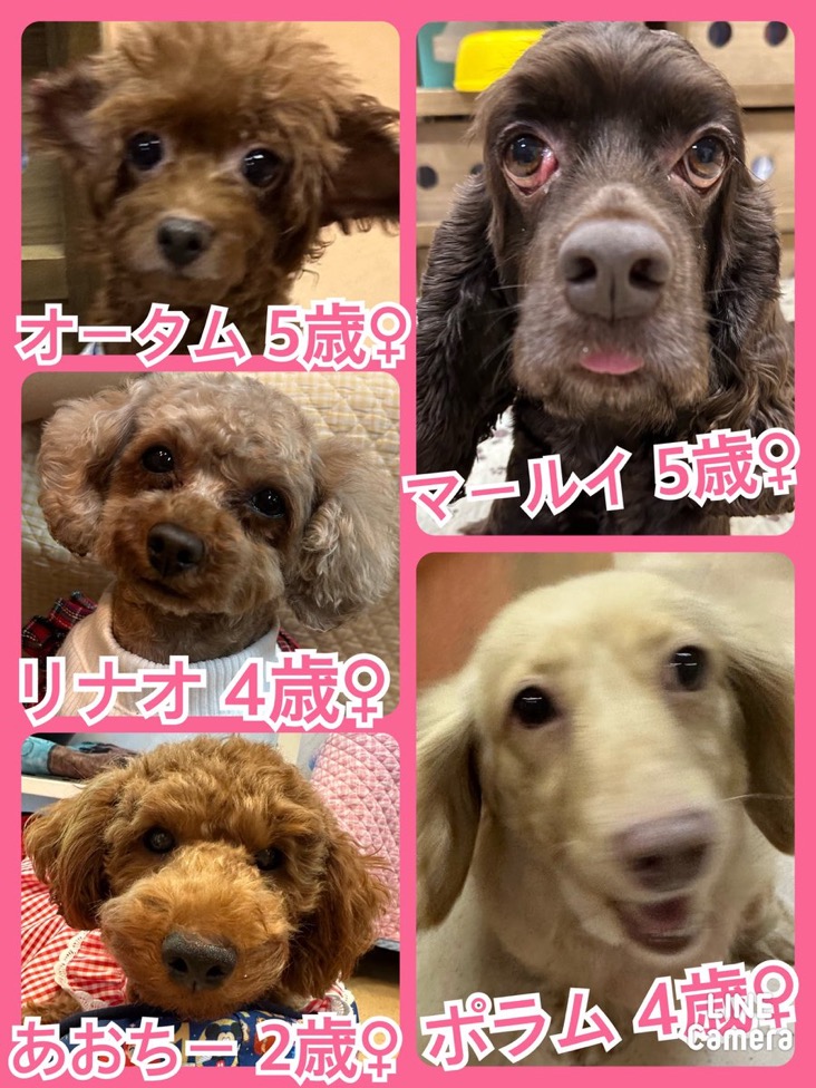 🐾今日の里親様募集中ワンコ🐶メンバーです🐾2024,9,23【保護犬カフェ天神橋店】