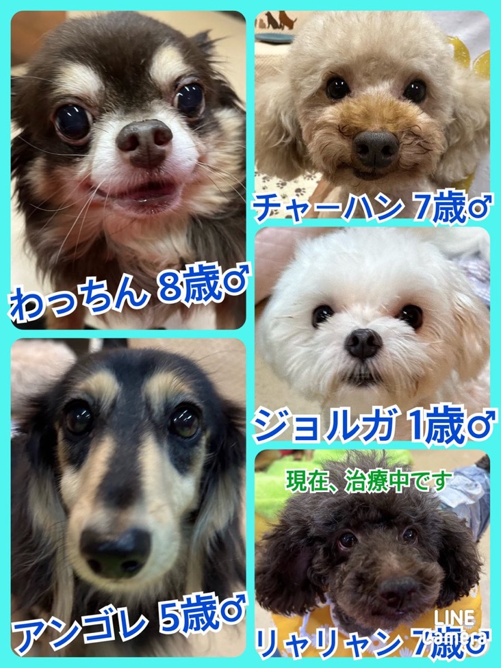 🐾今日の里親様募集中ワンコ🐶メンバーです🐾2024,9,23【保護犬カフェ天神橋店】