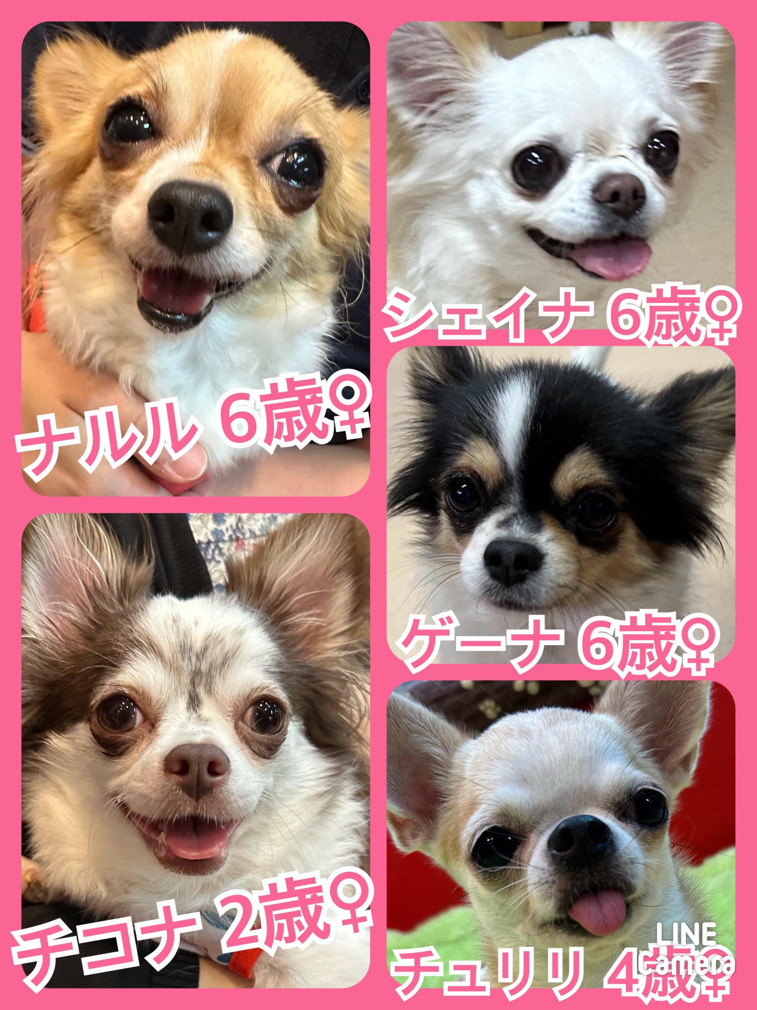 🐾今日の里親様募集中ワンコ🐶メンバーです🐾2024,9,21【保護犬カフェ天神橋店】