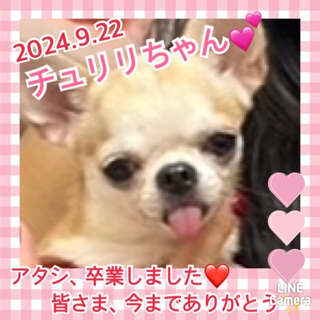 【運命の赤い糸見〜つけた❤️スムースチワワのチュルルちゃん💕】2024,9,22