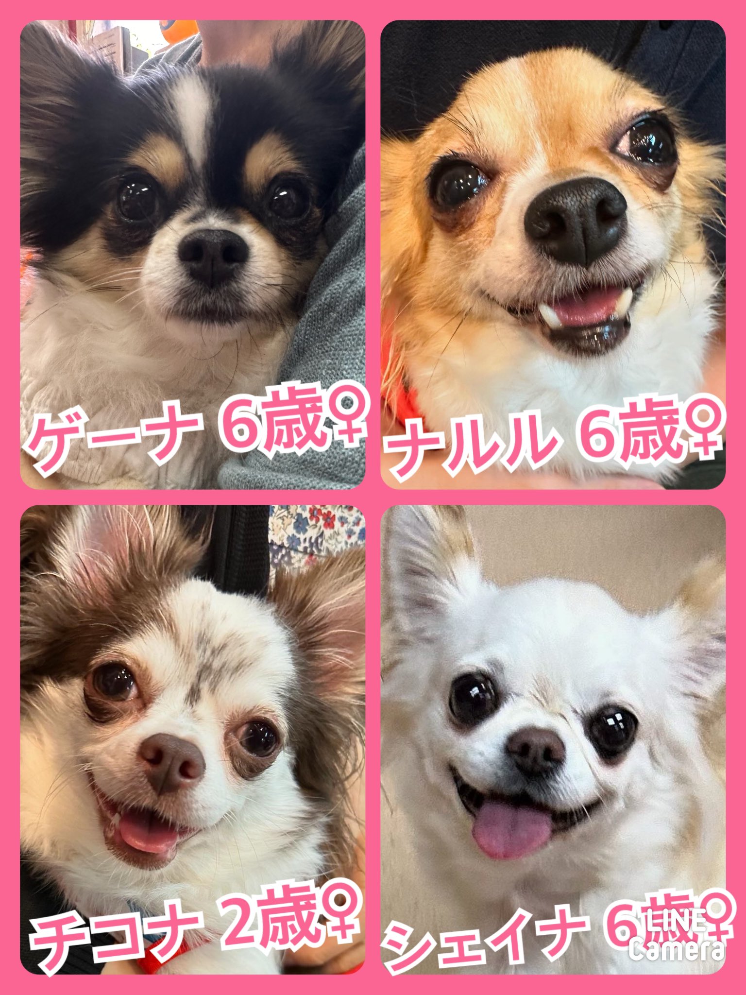 🐾今日の里親様募集中ワンコ🐶メンバーです🐾2024,9,23【保護犬カフェ天神橋店】