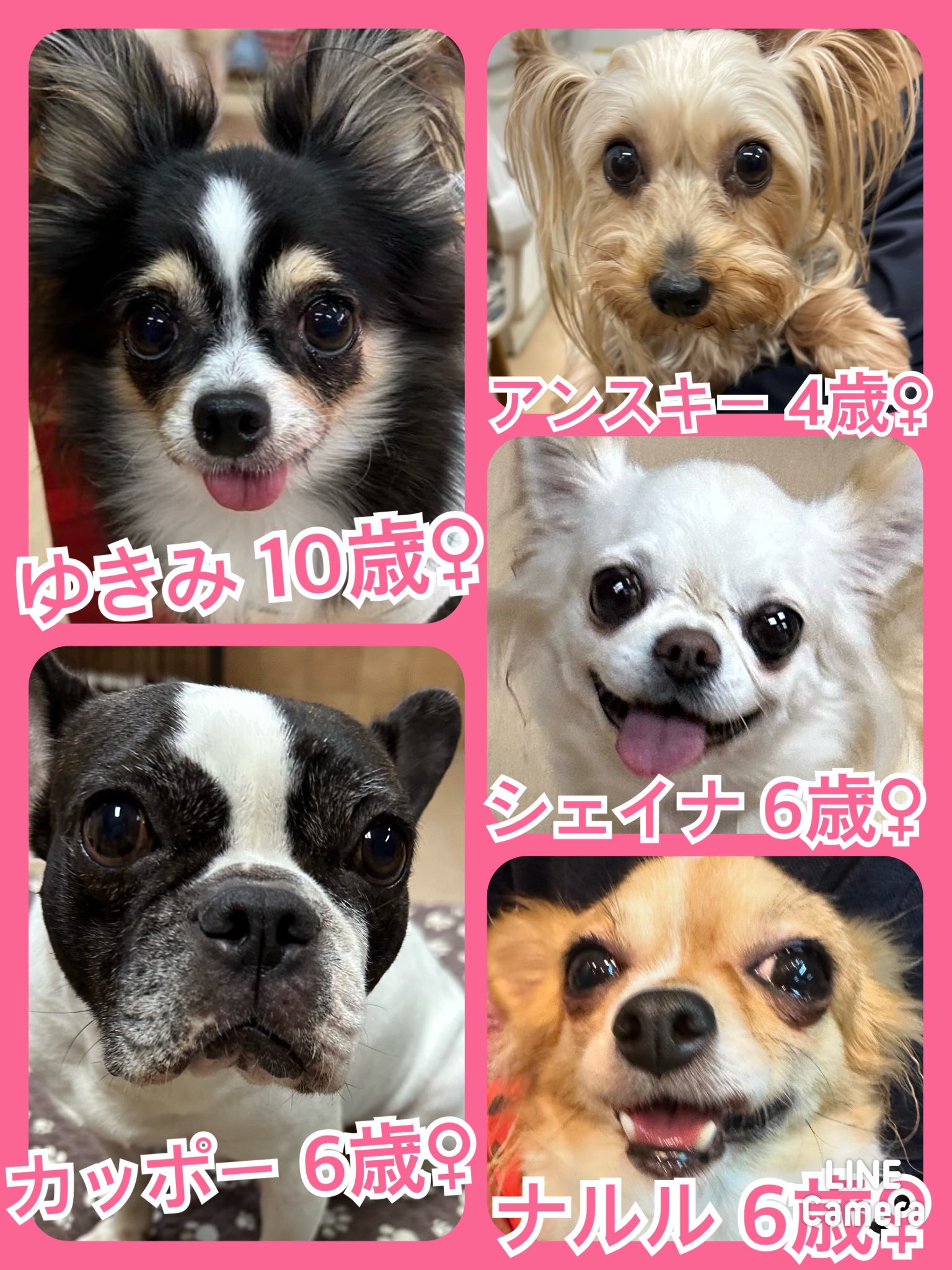 🐾今日の里親様募集中ワンコ🐶メンバーです🐾2024,10,5【保護犬カフェ天神橋店】