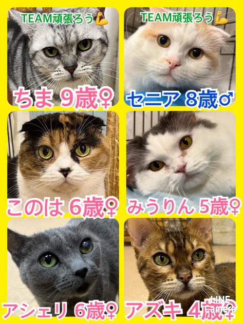 🐾今日の里親様募集中ニャンコ😺メンバーです🐾2024,10,23【保護犬カフェ天神橋店】