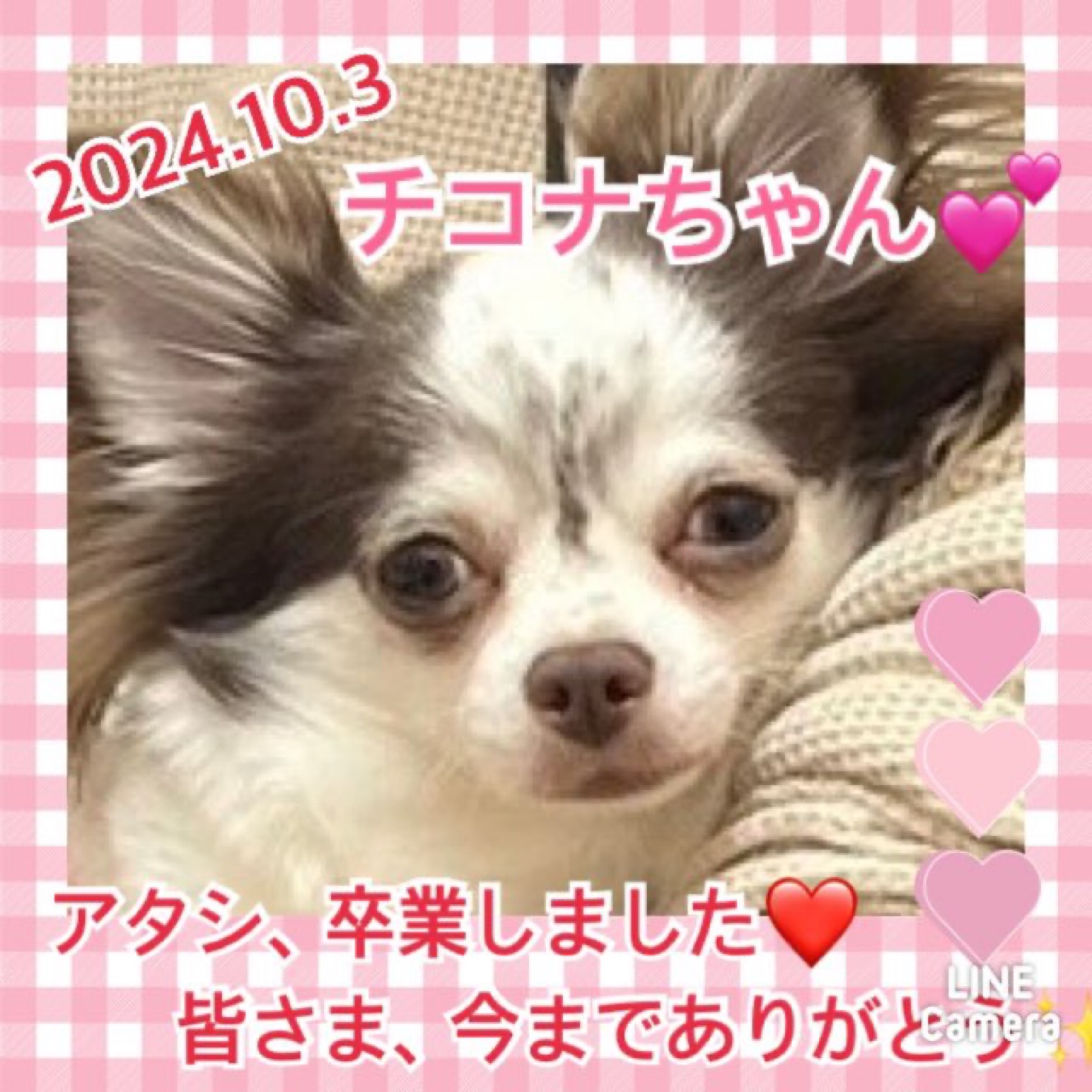 ★チコナ★2024,8,1ー2024,10,3【保護犬カフェ天神橋店】