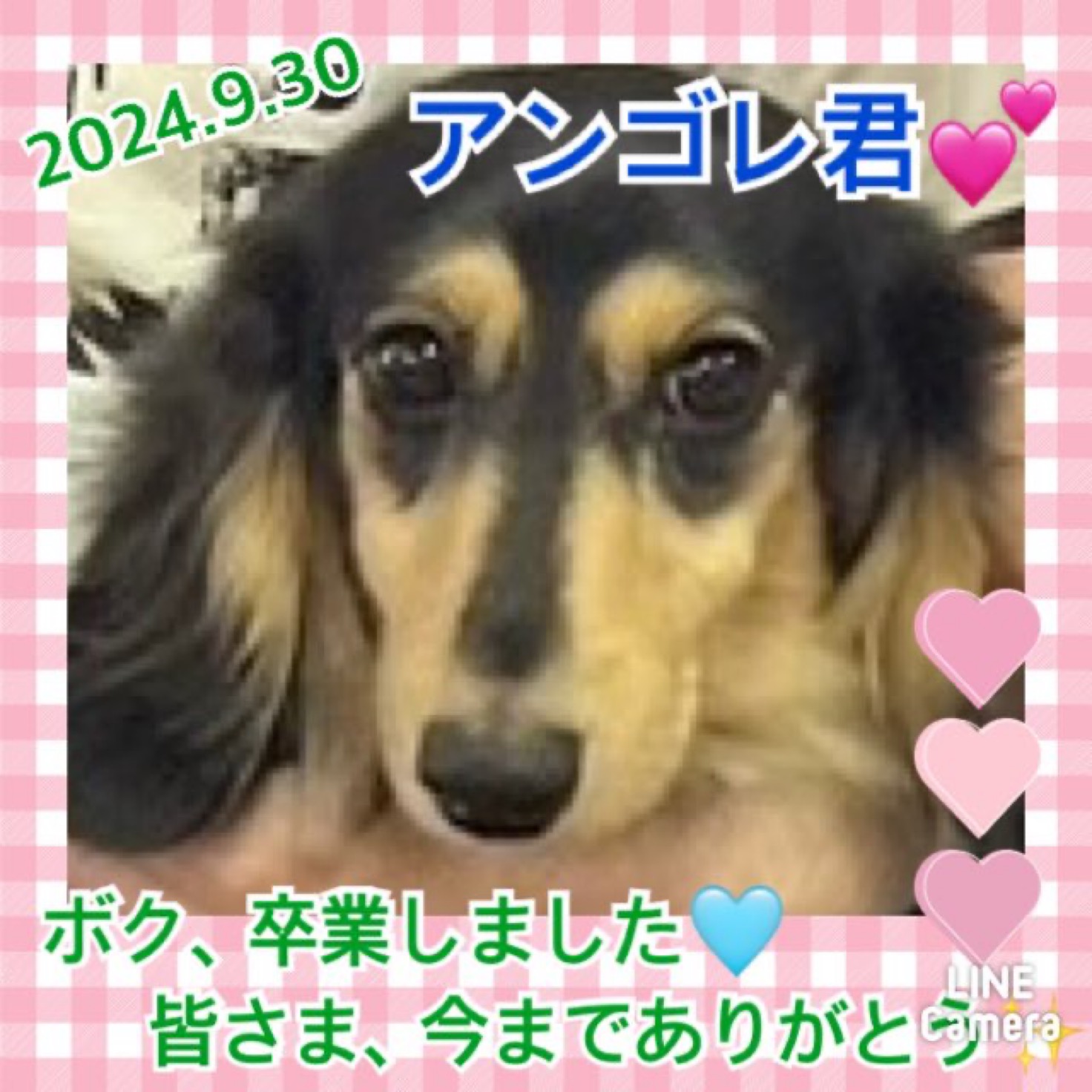 ★アンゴレ★2024,9,17ー2024,9,30【保護犬カフェ天神橋店】