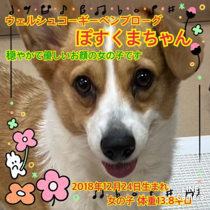 🐾新メンバー🔰ご紹介🐾2024,10,7【保護犬カフェ天神橋店】