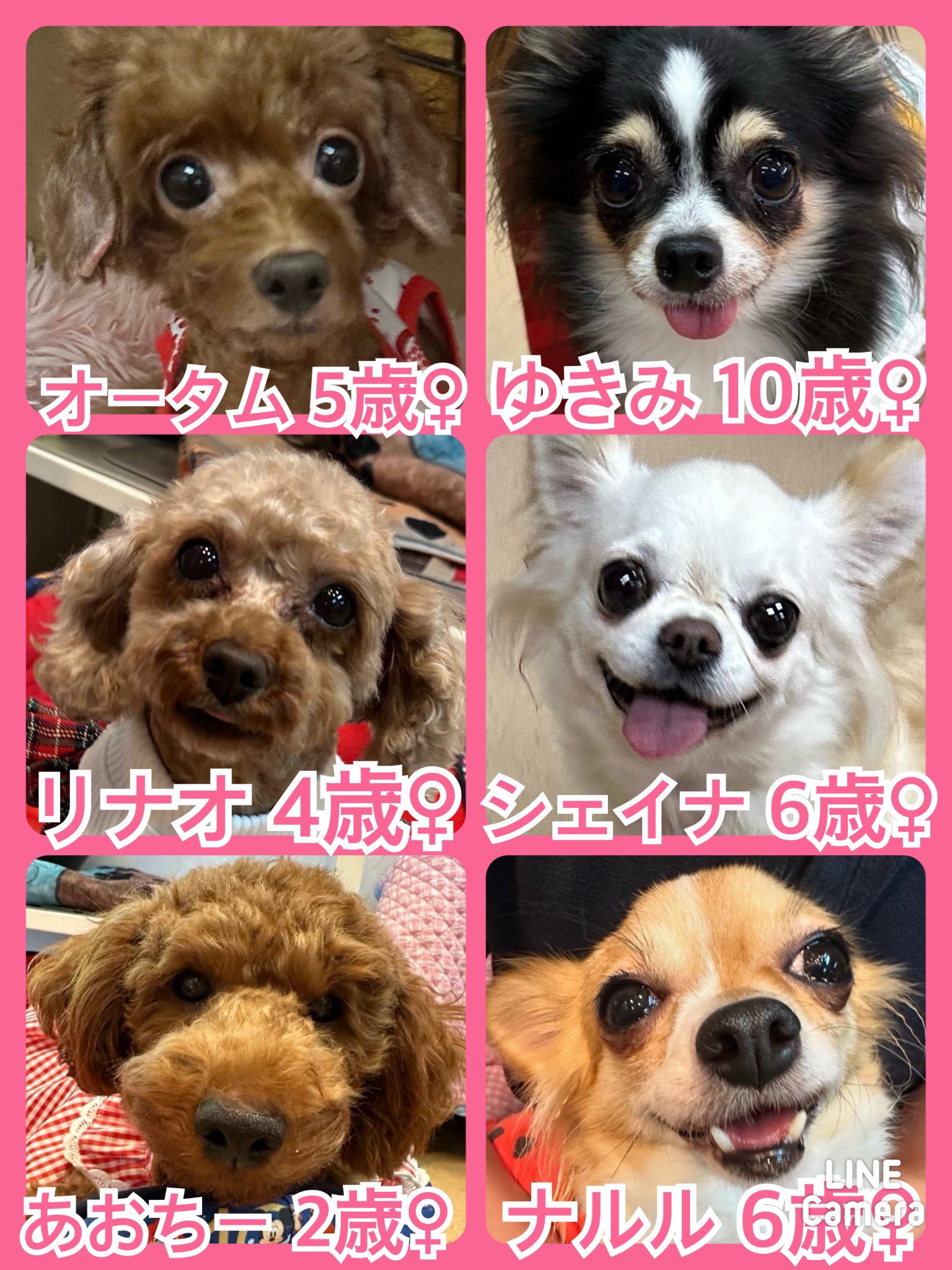 🐾今日の里親様募集中ワンコ🐶メンバーです🐾2024,10,8【保護犬カフェ天神橋店】