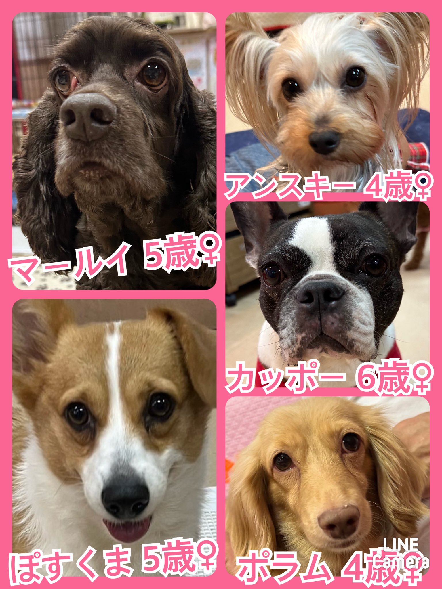 🐾今日の里親様募集中ワンコ🐶メンバーです🐾2024,10,8【保護犬カフェ天神橋店】