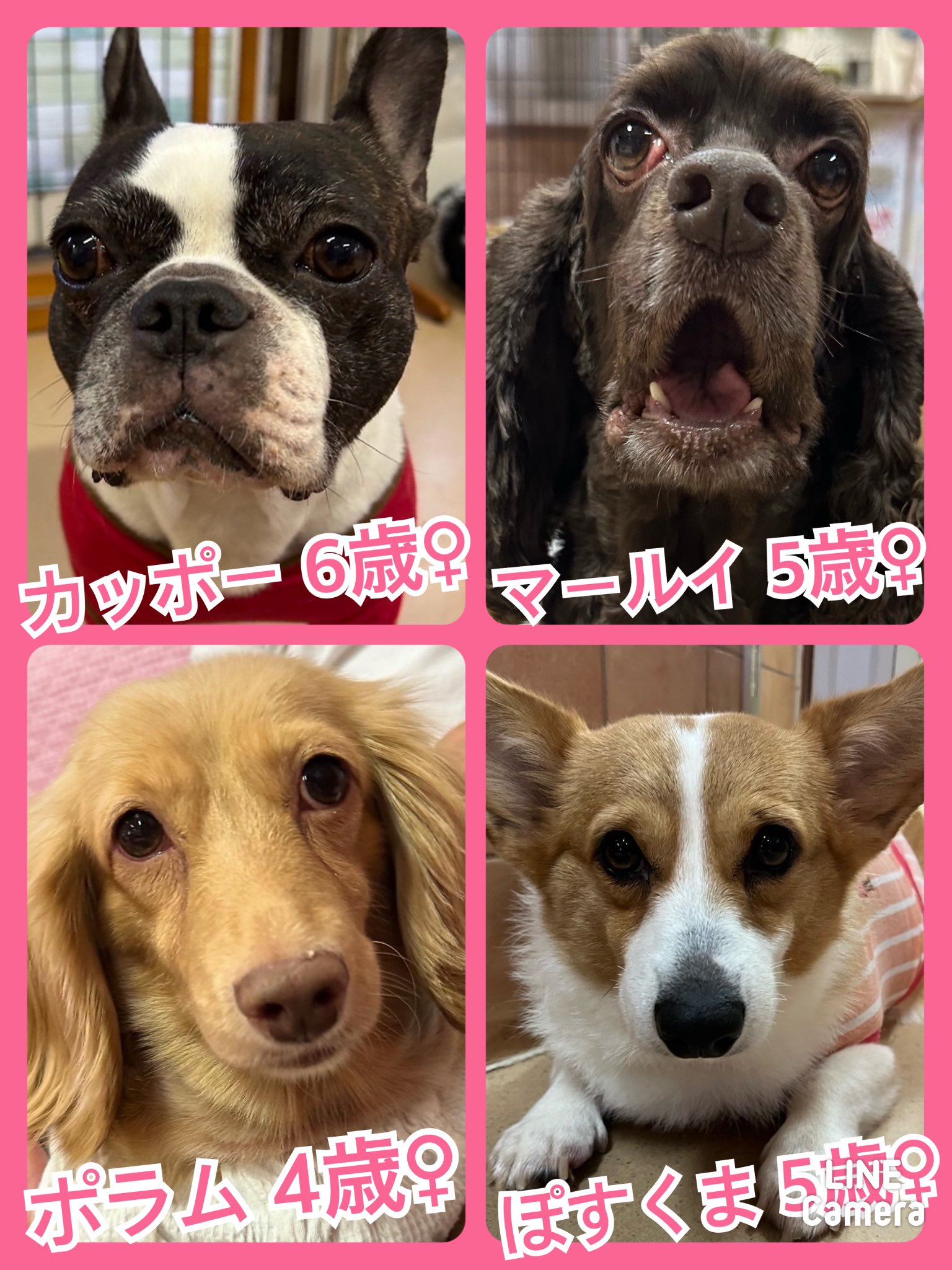 🐾今日の里親様募集中ワンコ🐶メンバーです🐾2024,10,14【保護犬カフェ天神橋店】