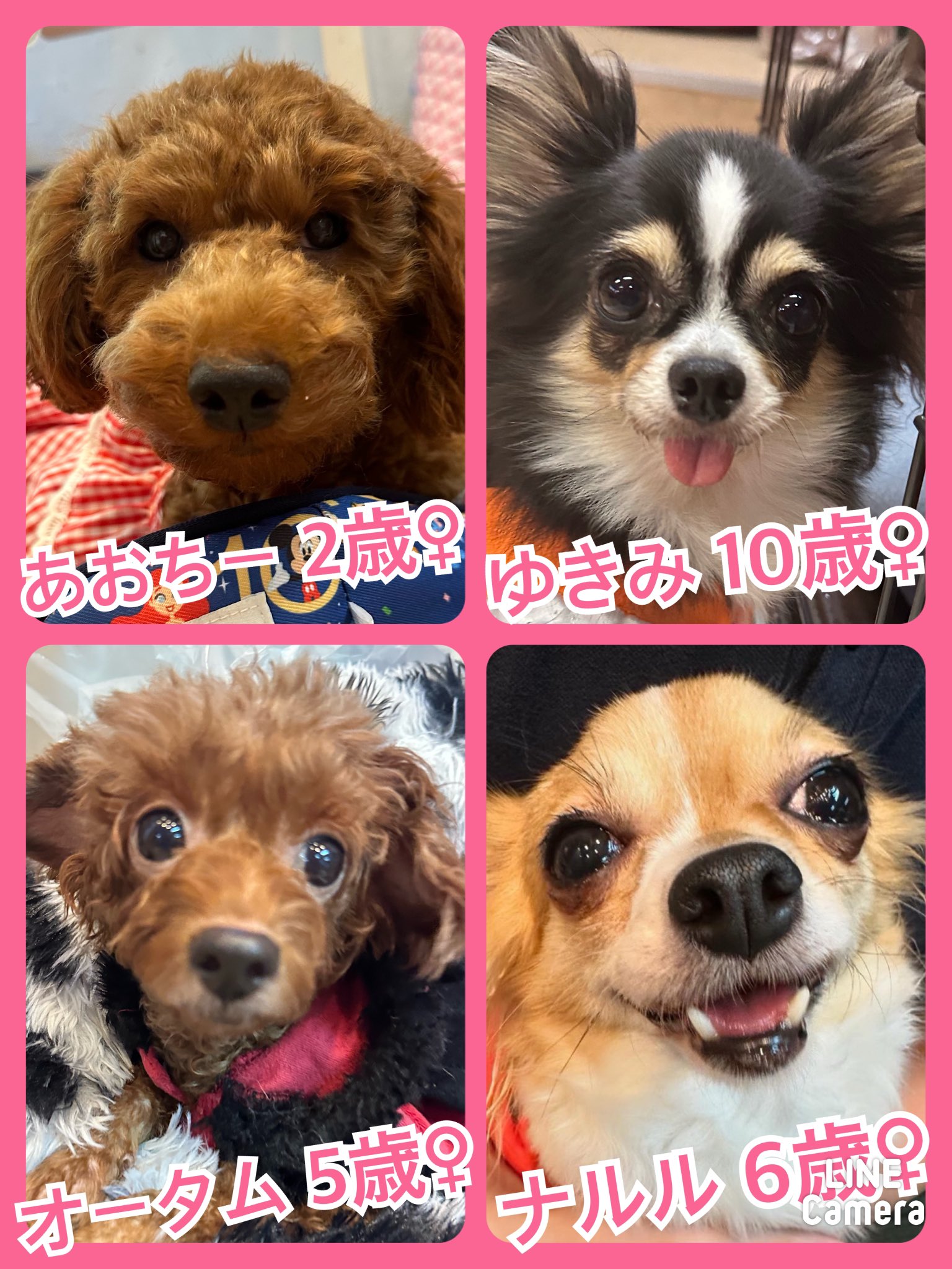 🐾今日の里親様募集中ワンコ🐶メンバーです🐾2024,10,15【保護犬カフェ天神橋店】