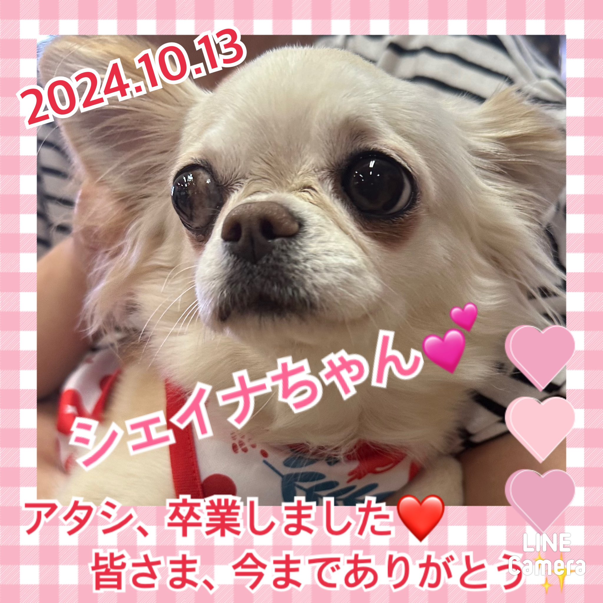 ★シェイナ★2024,9,20ー2024,10,13【保護犬カフェ天神橋店】