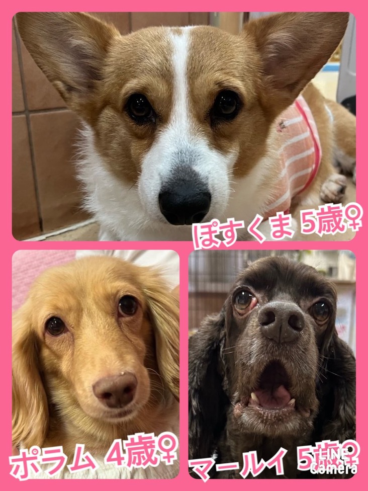 🐾今日の里親様募集中ワンコ🐶メンバーです🐾2024,10,15【保護犬カフェ天神橋店】