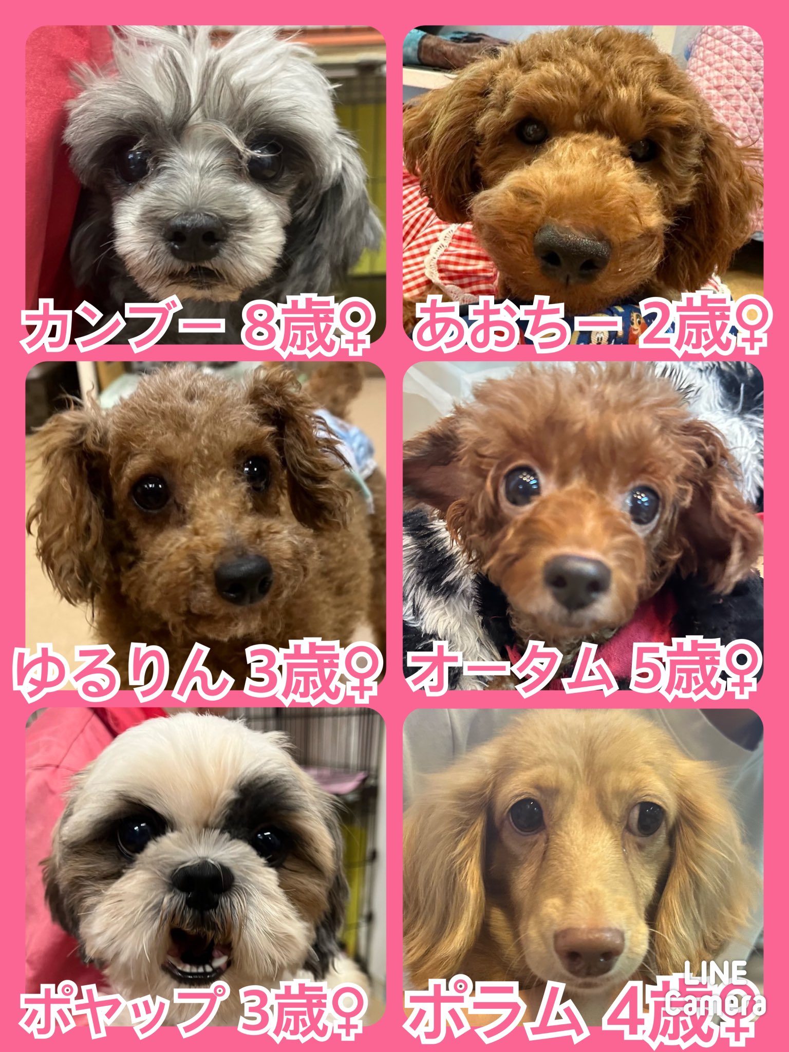 🐾今日の里親様募集中ワンコ🐶メンバーです🐾2024,10,23【保護犬カフェ天神橋店】