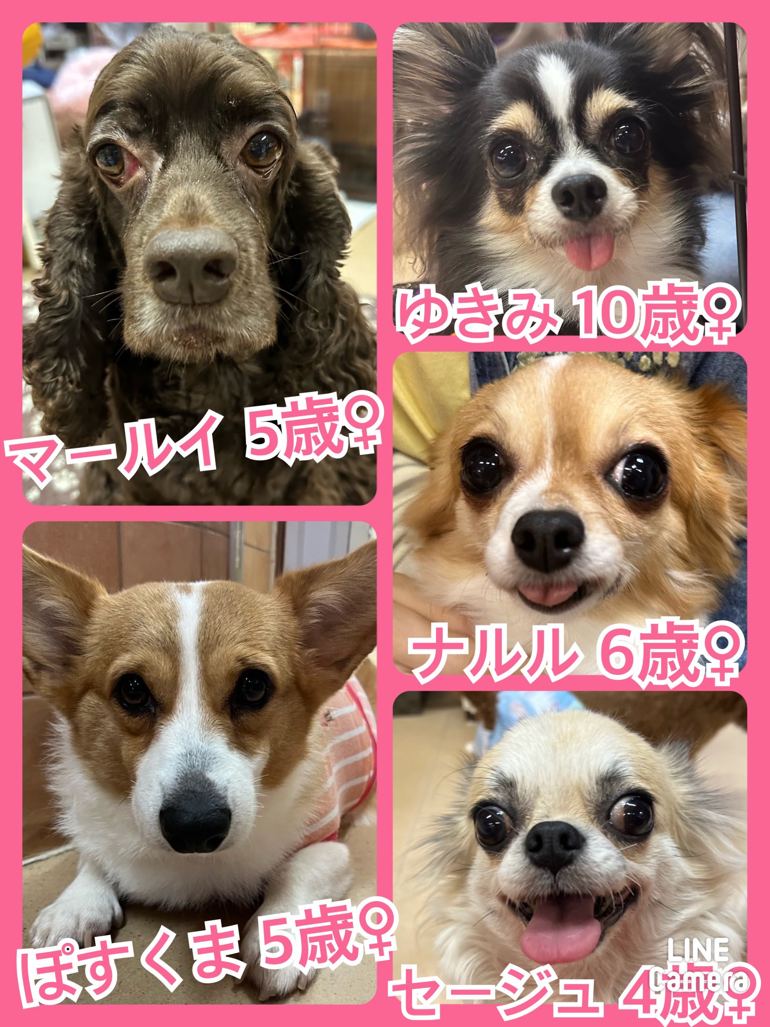 🐾今日の里親様募集中ワンコ🐶メンバーです🐾2024,10,23【保護犬カフェ天神橋店】