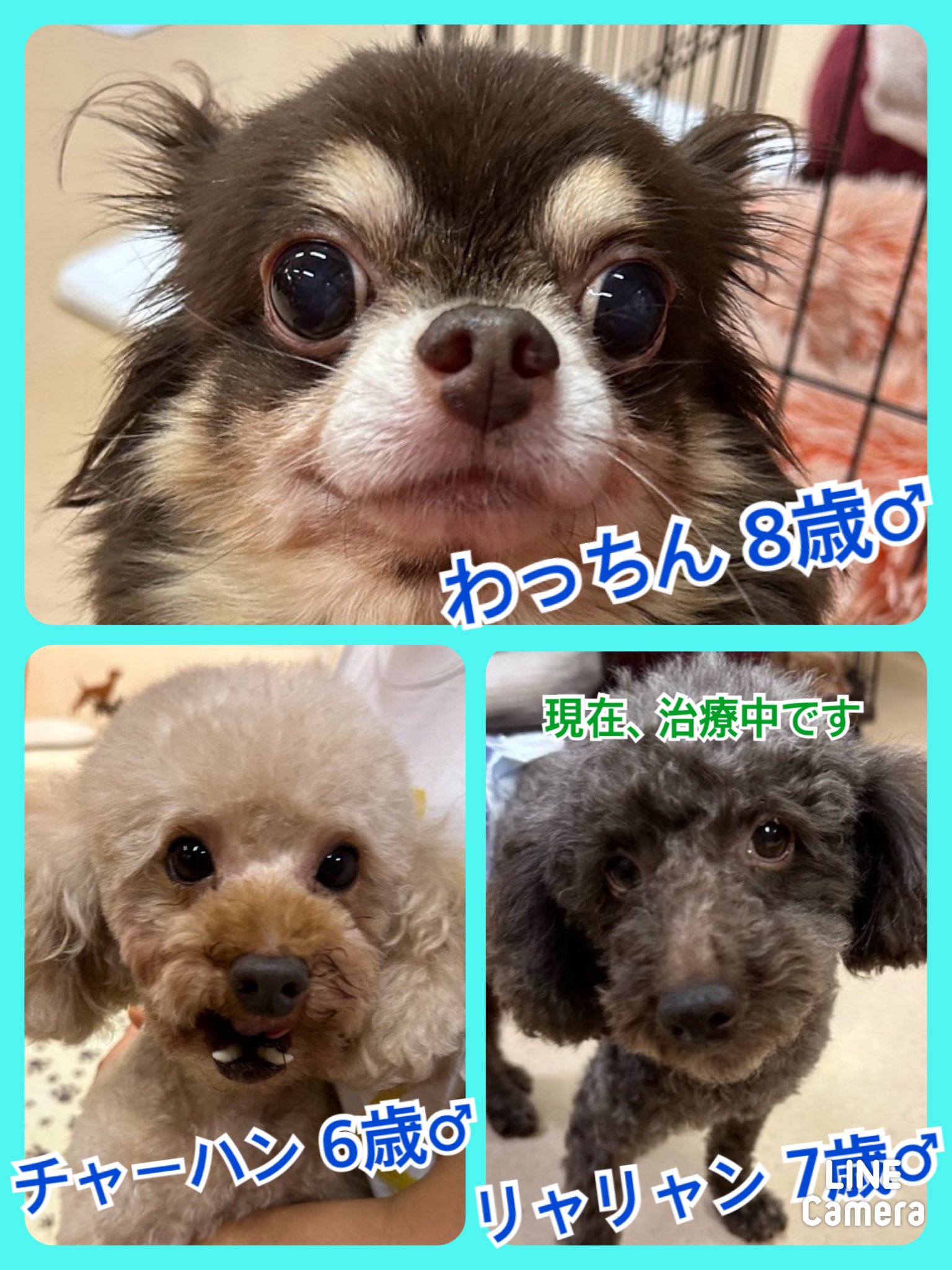 🐾今日の里親様募集中ワンコ🐶メンバーです🐾2024,10,21【保護犬カフェ天神橋店】