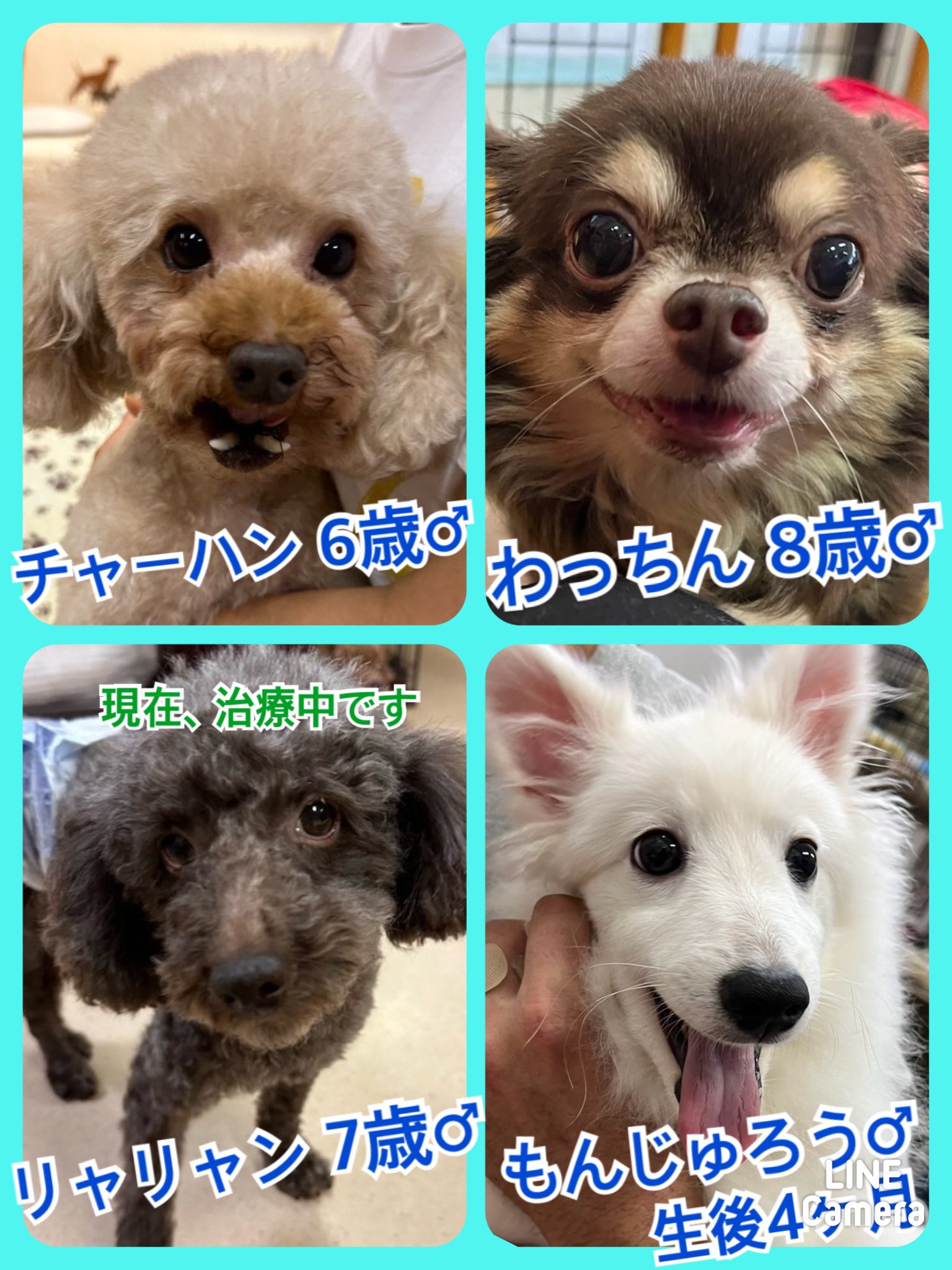 🐾今日の里親様募集中ワンコ🐶メンバーです🐾2024,10,23【保護犬カフェ天神橋店】