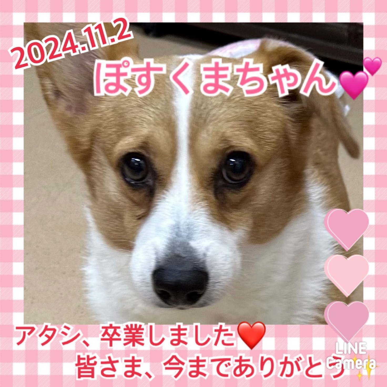 ★ぽすくま★2024,10,7ー2024,11,2【保護犬カフェ天神橋店】