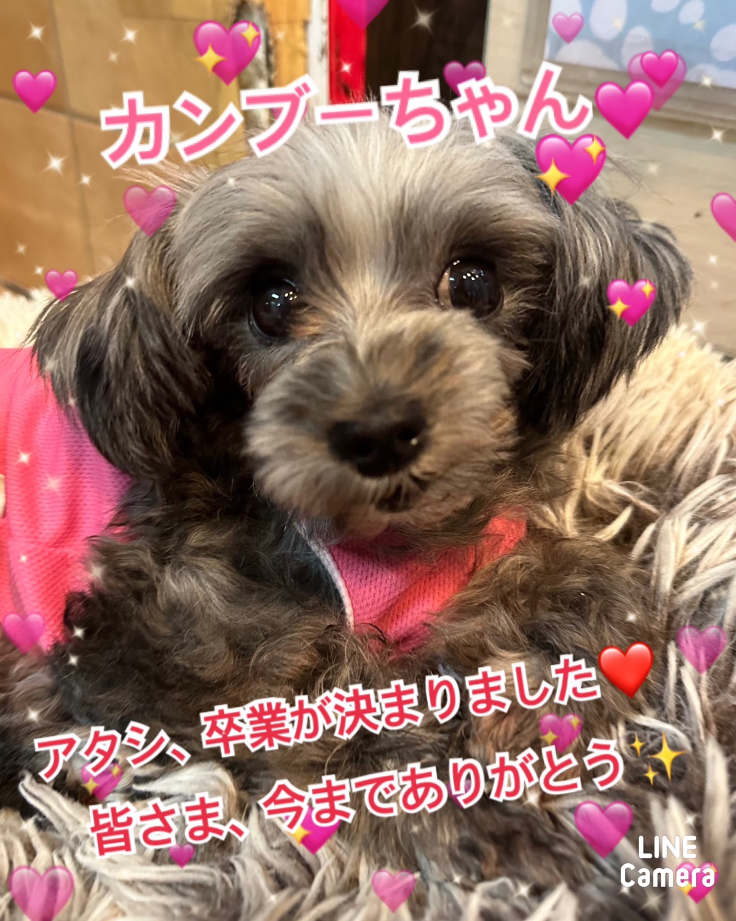 ★カンブー★2024,10,15−2024,11,10【保護犬カフェ天神橋店】