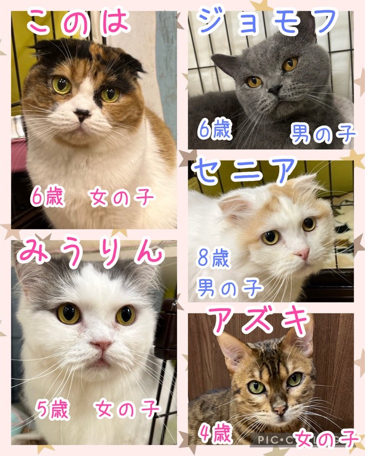 🐾今日の里親様募集中ニャンコ😺メンバーです🐾2024,11,18【保護犬カフェ天神橋店】