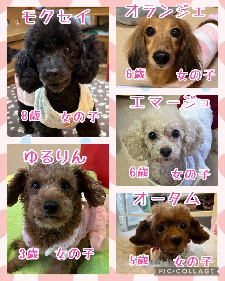 🐾今日の里親様募集中ワンコ🐶メンバーです🐾2024,11,20【保護犬カフェ天神橋店】