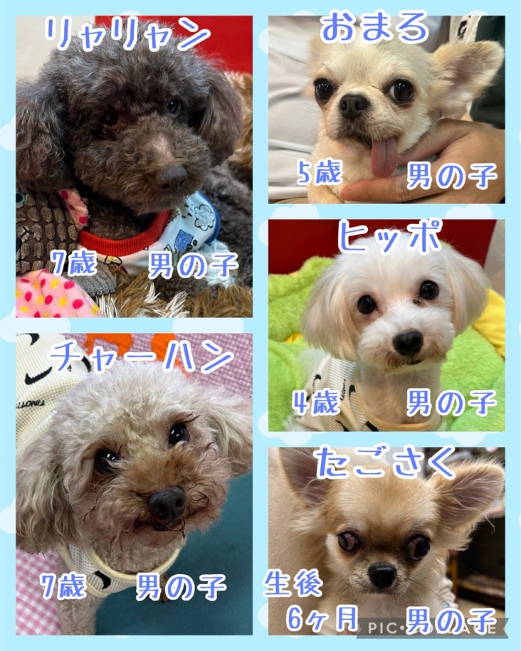 🐾今日の里親様募集中ワンコ🐶メンバーです🐾2024,11,20【保護犬カフェ天神橋店】