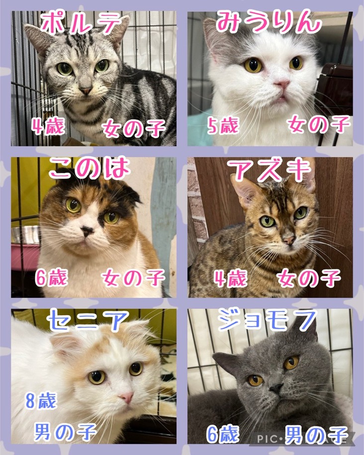 🐾今日の里親様募集中ニャンコ😺メンバーです🐾2024,11,20【保護犬カフェ天神橋店】