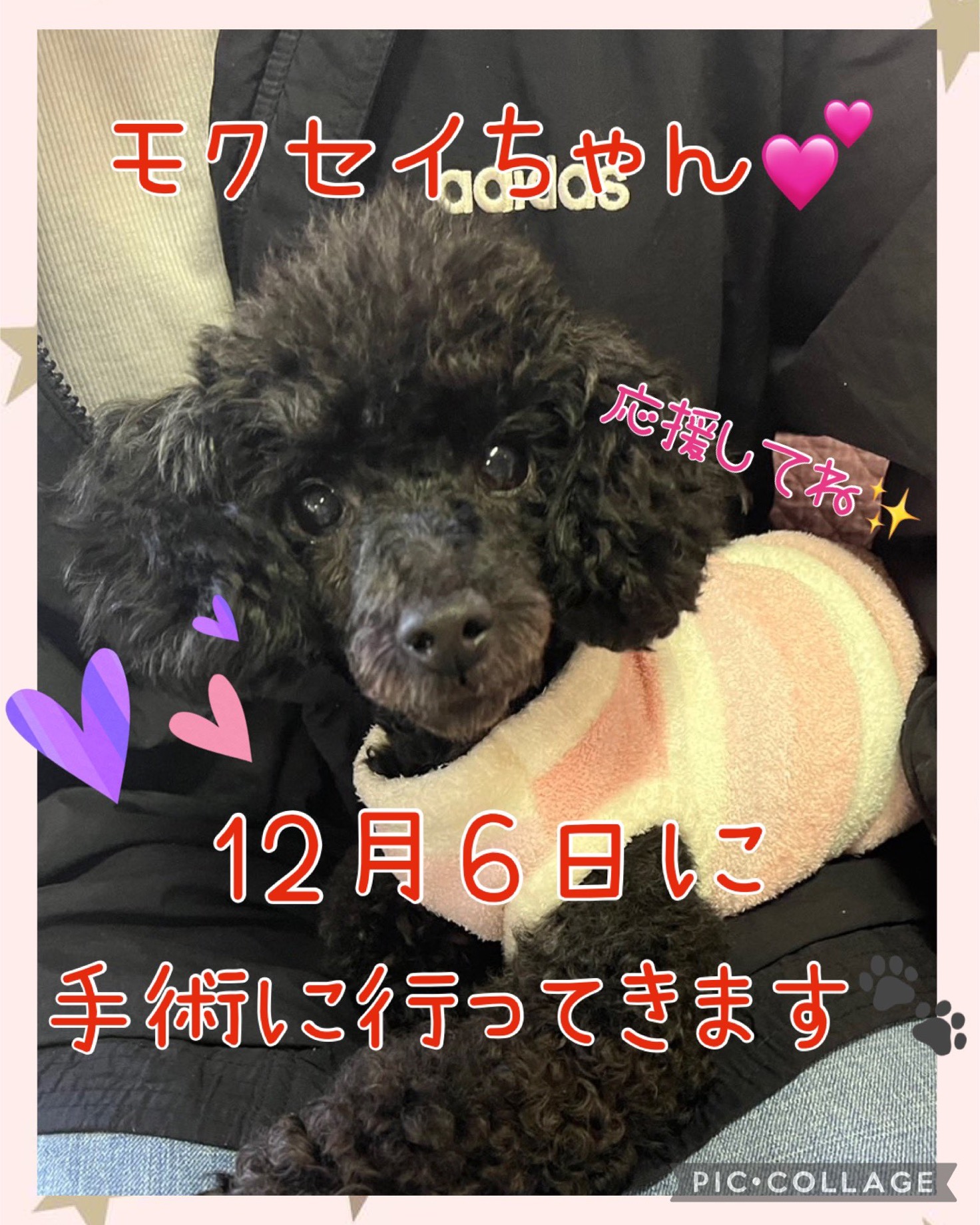 🐾トイプードルのトイプードルのモクセイちゃん💕12月6日（金）に手術になりました🐾2024,11,19【かっこ保護犬カフェ天神橋店】