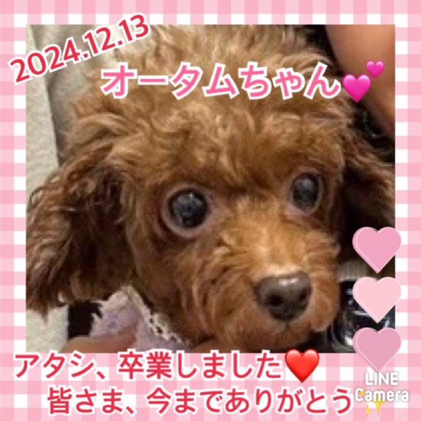 ★オータム★2024,9,17ー2024,12,13【保護犬カフェ天神橋店】